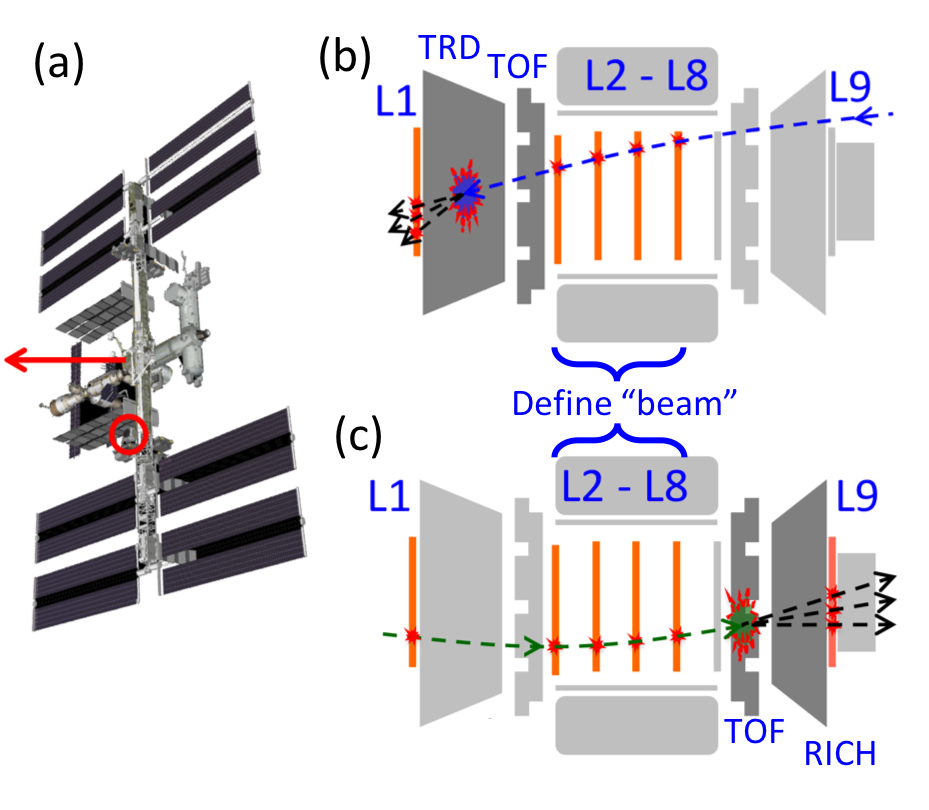 (a) Schematic of AMS flying horizontally. (b) Illustration of the L2 to L1 survival probability measurement. (c) Illustration of the L8 to L9 survival probability measurement.
